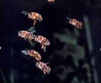 /album/galeria-de-fotos/abelha-voa-jpg/